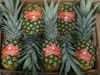 FRESH PINEAPPLES_ FRESH MD2 PINEAPPLES_MD2 GOLDEN SWEET