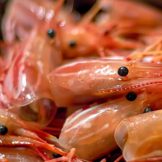 hot cheap price- dried shrimp shell best quality for sale