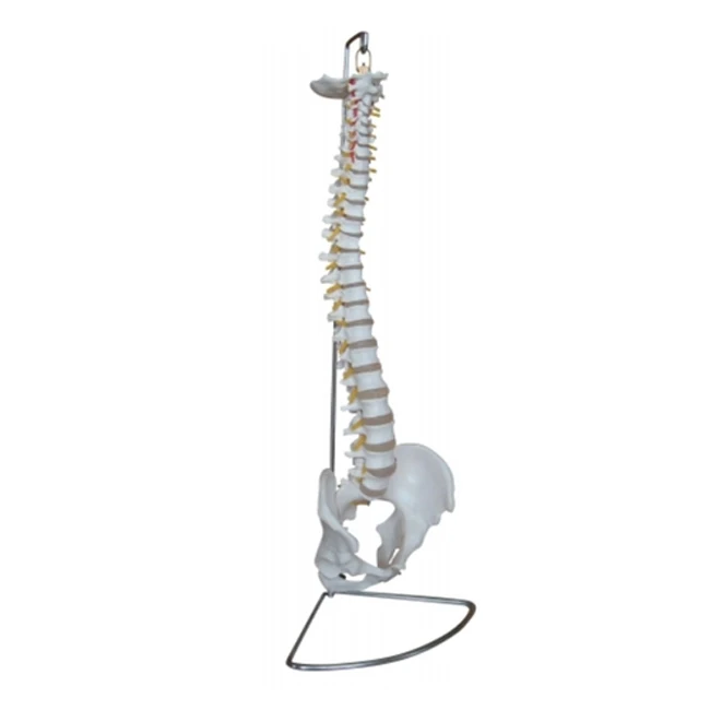 Human-Spinal-3.jpg