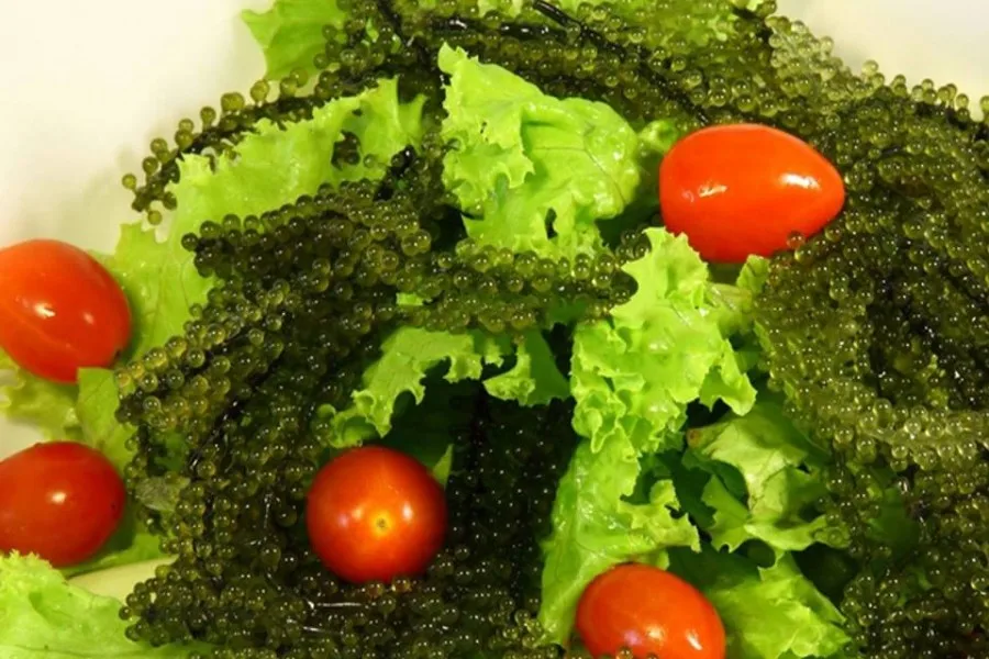 Fresh & Dried Sea Grapes ( Seaweed) From Vietnam/ +84 28 35119589 Buy