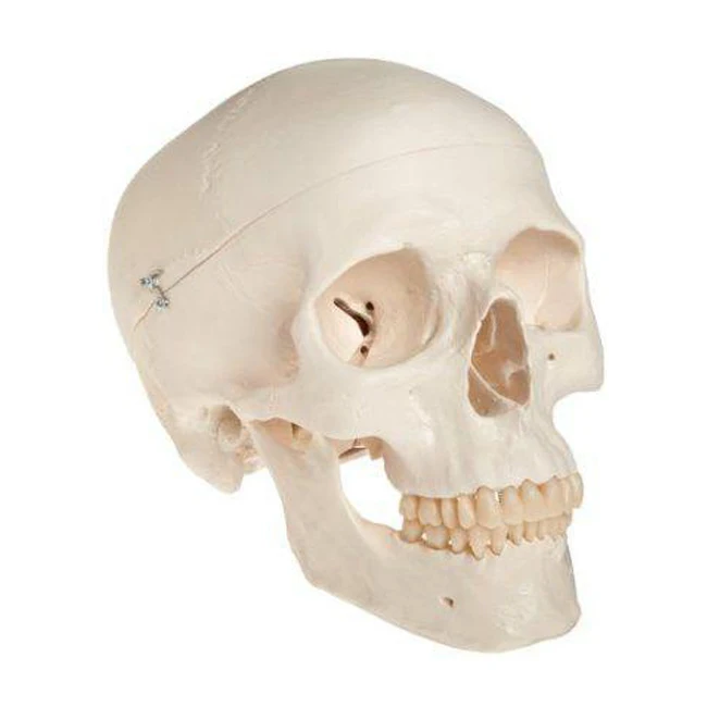 Skull-Model2.jpg