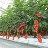 coco peat grow bag
