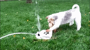 Funny pet toy fountain and waterer sprinkler for dog sten on, pet fresh cool water feeder drinker