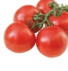 /product-detail/export-quality-hybrid-tomato-seeds-producers-50027481180.html