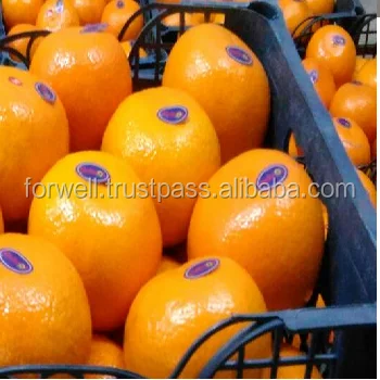fresh tangerine spanish morket citrus fruits from egypt buy fresh citrus fruits fresh fruits and vegetables fresh citrus fruit product on fresh in spanish