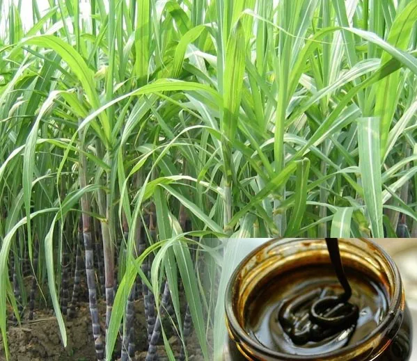 Sugarcane Molasses Liquid Cattle Feed With Cheap Price Ms. Holiday