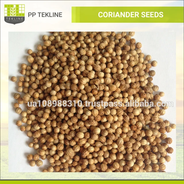 coriander seeds图片