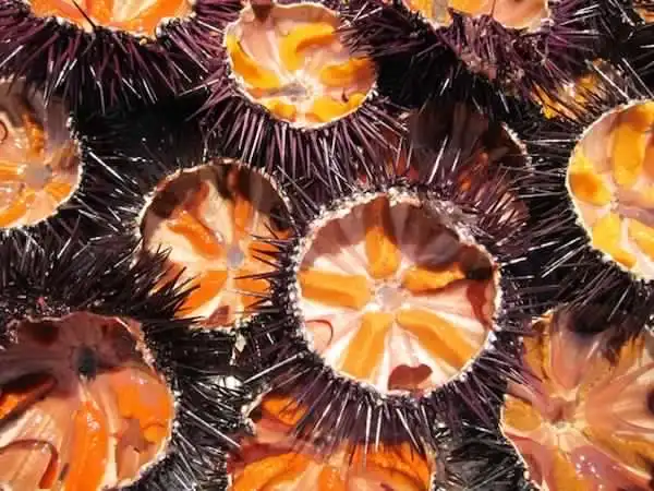 
SEA URCHIN ROE 