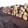 Beech Round Logs - Fresh Cut