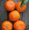 /product-detail/fresh-valencia-orange-and-mandrin-oranges-citrus-from-egypt-ready-to-export-season-2019-50045696157.html