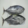 Frozen Skipjack Tuna Fish-Best Prices and Best Quality