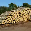 resin birch log for window display & Props, sculpted resin stump, resin handicraft