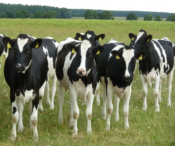 
High Quality Live Dairy Cows / Pregnant Holstein Heifers 