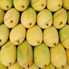 Tropical & Sub-Tropical Fruit Product Type Pakistani Mangoes
