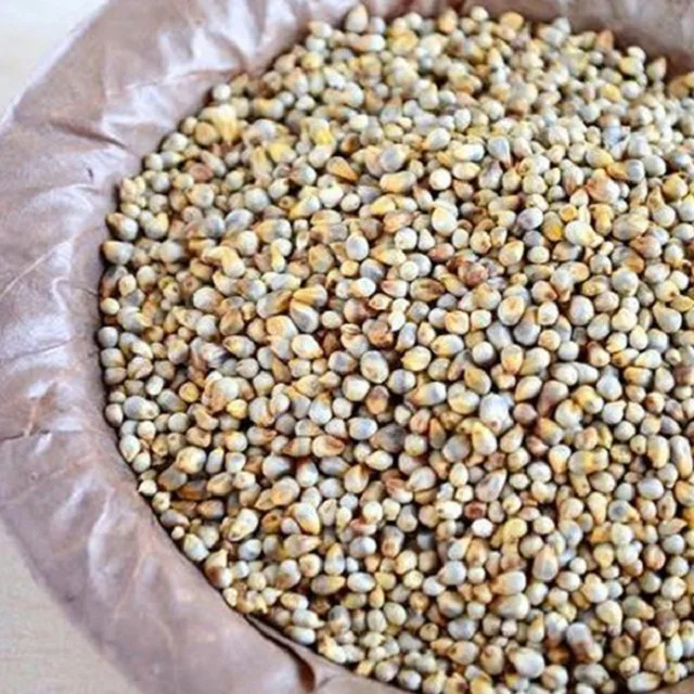 bajra seeds photo images pictures on alibaba bajra seeds photo images pictures on