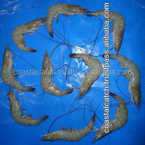 
VANNAMEI SHRIMPS HEAD ON SHELL ON FARM FRESH 