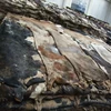 /product-detail/grade-a-animal-dry-and-wet-salted-donkey-goat-skin-wet-salted-cow-hides-50040910728.html