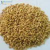 Sortex and Machine Clean Wheat