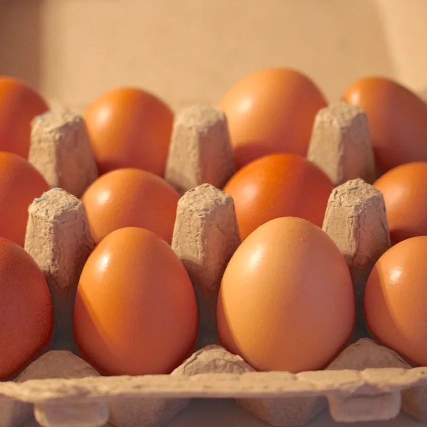 chicken eggs; white and brown; hatching eggs