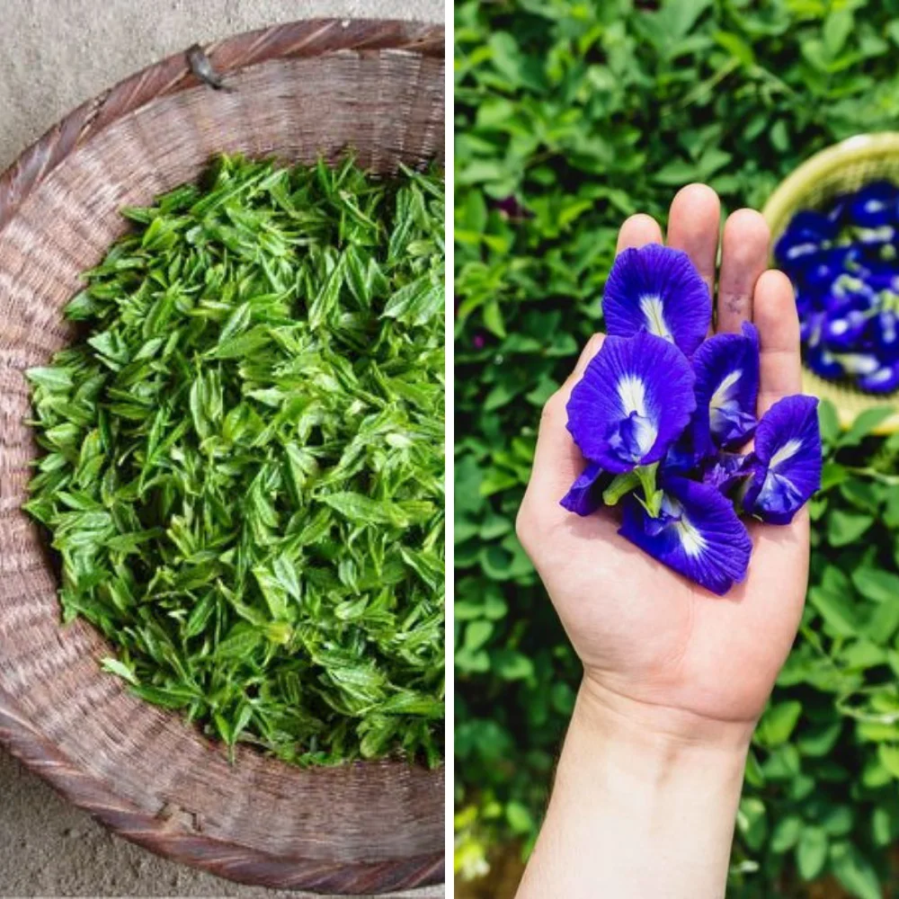 Factory And Wholesale Butterfly Pea Flower Herbal Tea Organic Tea Oem