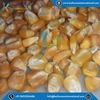 Organic Corn Seed/Bird Feed Corn Available at Wholesale Price