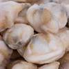 Clam Products from China supplier for hot sale