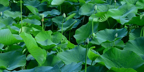 lotus-leaf-powder-2