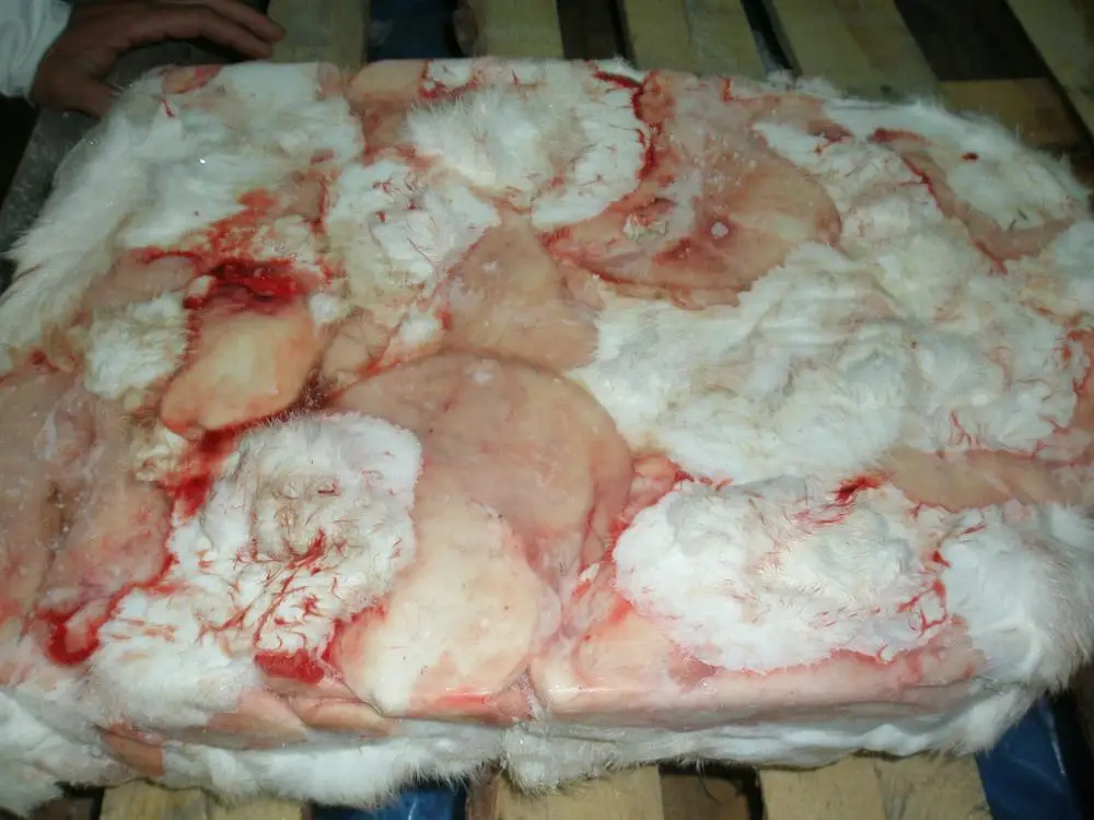 
Bulk Cheap Price Frozen Raw Rabbit Skin From EUROPE For Sale 