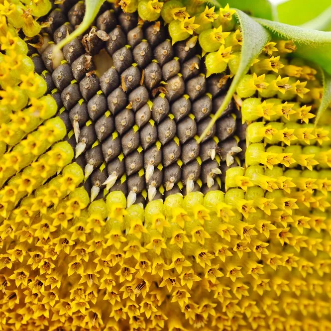 高品质的内核豆向日葵种子 - buy 葵花仁,葵花豆,葵花籽 product on