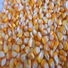 Yellow Corn/Maize for Animal Feed / Yellow Corn For Poultry Feed