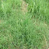 RHODES GRASS