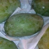 wholesale Egypt fresh yellow green mango