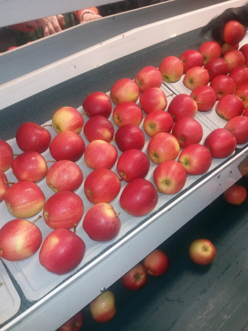 Fresh Fruits Apples Royal Gala Fresh Apples Class One Apples Polish