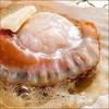 Hokkaido Japan, Scallop Half / Whole Shell (Live / Frozen)