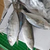 Frozen Big Eyes Mackerel _WHATSAPP: 0084989 322 607