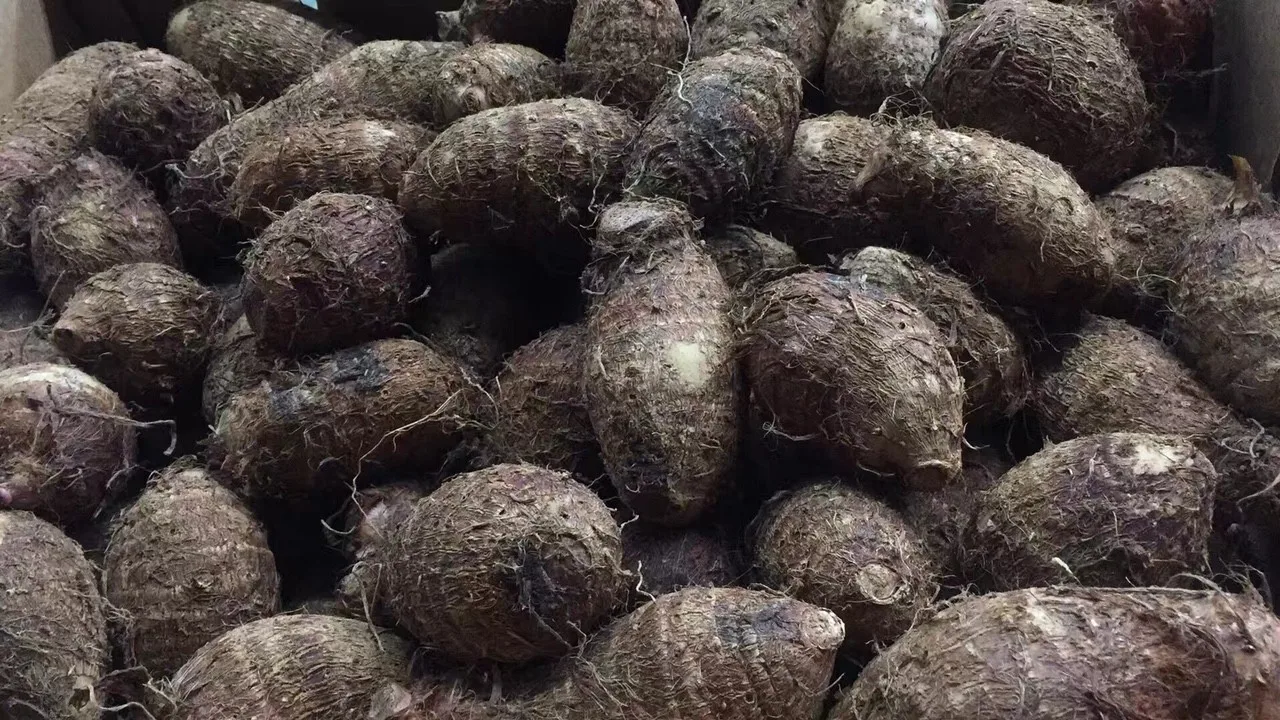 最速 タロイモ 英語