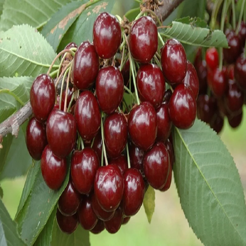 
Fresh Dark Red Cherries / Fresh Cherries Fruits 