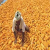Direct Supply Yellow Corn & White Corn Maize for Human & Animal Feed
