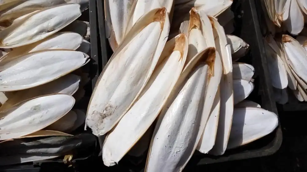 
Exported standard Dried Cuttlefish bone/ cuttlefish from Vietnam ( MS.HOLIDAY Whatsapp +84-845-639-639) 