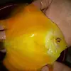 High Quality Live Discus Fish