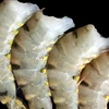 Frozen HOSO Black Tiger Shrimps / USA Frozen Shrimps Supply / Vannamei shrimp