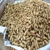 Peanut in shell/Blanched peanuts/Peanut kernels