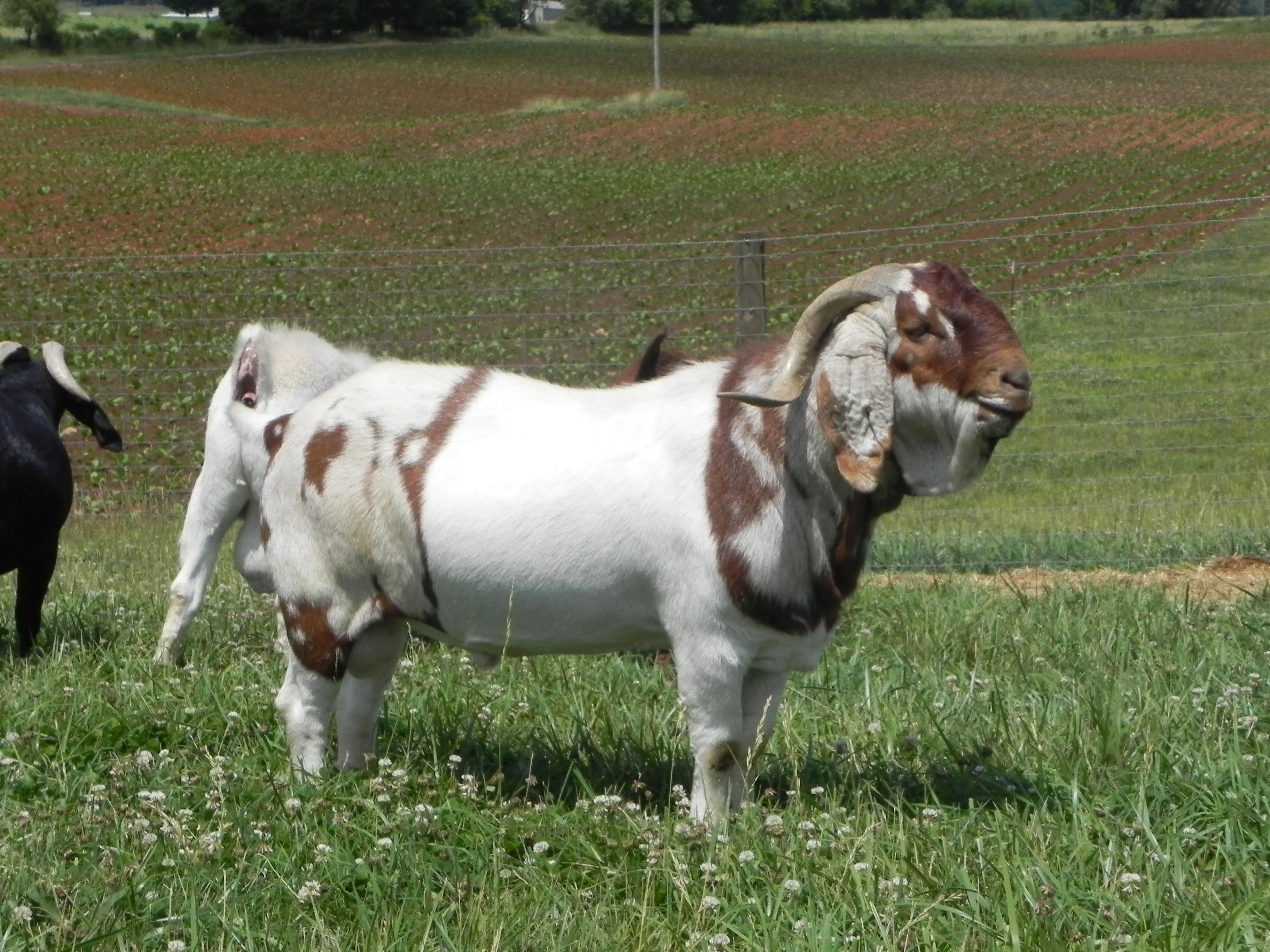 100 Full Blood Boer Goats Live Sheep Cattle Lambs And Cows Ready