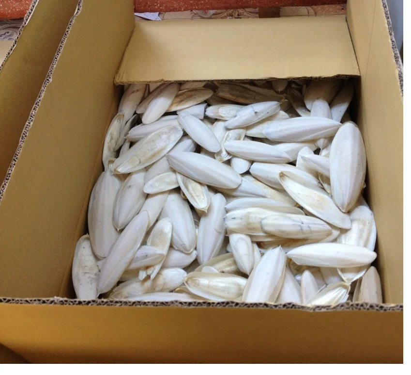 
CUTTLE FISH BONE/ CUTTLEFISH BONE/ CUTTLEBONE FOR BIRD/ +84 396986490 