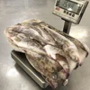 Frozen Sea Fish Pacific Cod 400-600g With Good Price