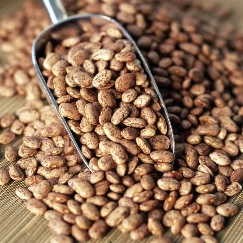 organic pinto beans dried / pintos ,large broad beans dried