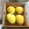 Super Quality - 100% Pure Natural Badami / Banganapalli Mangoes