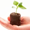 BEST QUALITY COCO PEAT PELLETS/MS NANCY +84 377 518 917