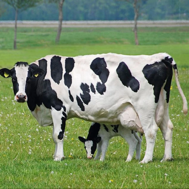 Holstein Cow For Sale - Buy Holstein Cow For Sale,Cow And Calf,Holstein