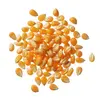 Purchase high quality dried yellow pop corn and white for Human and animal consumption